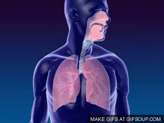 Examination of Respiratory System